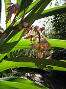 Alpinia zerumbet