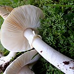Шапинка гриба (вигляд знизу)