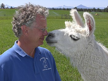 English: Andy Tillman at his llama ranch near ...
