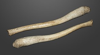 Le morse possède un baculum qui peut atteindre 60 cm (collection MHNT)