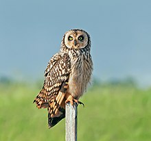 Asio flammeus -Fazenda Campo de Ouro, Piraju, Sao Paulo, Brasil-8.jpg