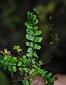 Asplenium ulbrichtii