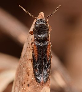 Athous ornatipennis