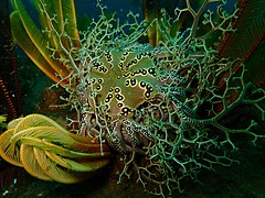 Basket star and elegant feather stars