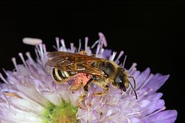 Halictus simplex