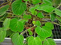 Begonia imperialis var. smaragdina