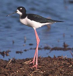 Havaju garstilbis (Himantopus himantopus knudseni)