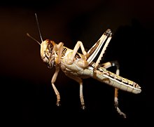 Black and yellow colored Desert Locust. Black and Yellow Desert Locust.jpg