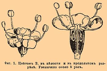 Фиг. 1. Цветок З. в целости и в продольном разрезе. Увеличено около 5 раз.