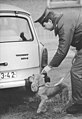 Cockerspaniel als Rauschgift-Spürhund der DDR-Behörden nach der Öffnung der Berliner Mauer am Grenzübergang Heinrich-Heine-Straße (28. November 1989)