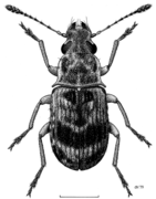 Etnalis spinicollis