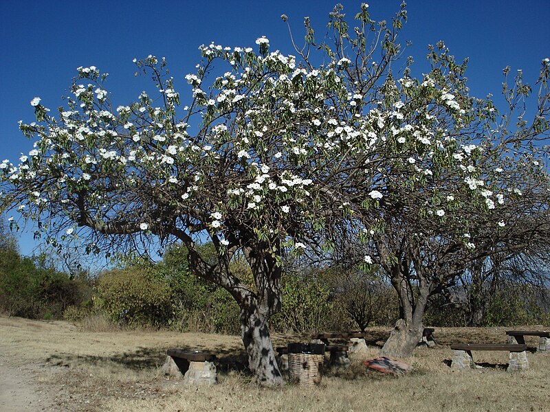 Casahuate Tree in Monte Alban