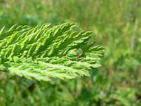 Rainfarn-Schildkäfer (Cassida stigmatica)