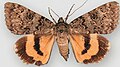 Catocala luciana shining underwing