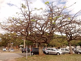 Ceiba erianthos no IB - unicamp, Campinas (SP) - BR