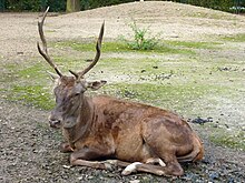 Cervus elaphus barbarus, Tierpark Berlin, 523-629.jpg