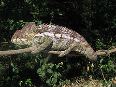Chameleon in Berenty Madagascar 0002.JPG