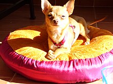 Chihuahua hembra