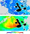 Image 43Satellite maps of the concentration of chlorophyll (representing abundance of phytoplankton) during El Niño (top) and La Niña (bottom). The color scale goes from blue at the lowest concentrations to red at the highest. Currents that normally fertilize phytoplankton reverse during El Niño, resulting in barren oceans. The same currents are strengthened by La Niña, resulting in an explosion of ocean life. (from Galápagos Islands)