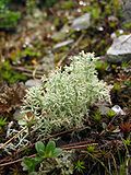 Miniatura per Cladonia