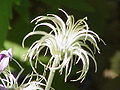 Miniatura para Anemoneae