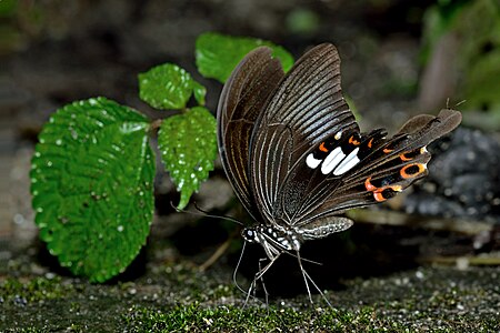 Ventral view