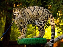 Clouded Leopard SanDiegoZoo.jpg