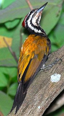 Common Flame-back Woodpecker1.jpg
