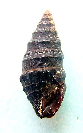 Crassispira cerithoidea