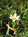 Crocus sieberi subsp. atticus 'Bowles White'