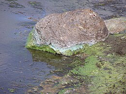 Green cyanobacteria scum washed up on a rock in California