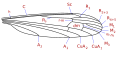 Cylindrotoma wing veins.svg