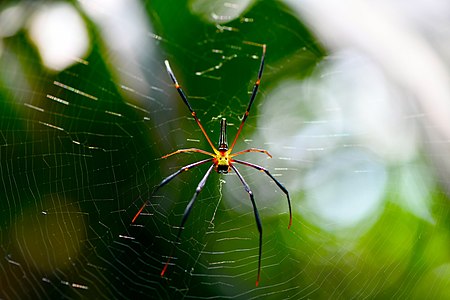 D85 4345 Spider from Phu Langka National Park, Thailand