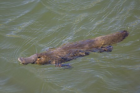 Platypus, by Charlesjsharp