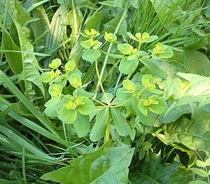 Moolkstuul (Euphorbia helioscopia)