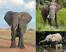 From top left to right: the African bush elephant, the Asian elephant and African forest elephant.