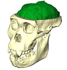 Endocast of Australopithecus sediba Endocast of australopithecus sediba.jpg