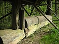 Ausgehöhler Baumstamm, einst im Floßteichdamm zum kontrollierten Wasserablauf, Aushöhlung durch den Zapfen verdeckt.