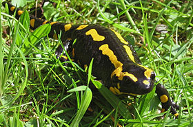 Salamandra salamandra