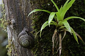 C. caracolla em seu habitat, em Porto Rico.