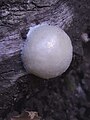 False puffball, Enteridium lycoperdon, a large rubbery slime mould