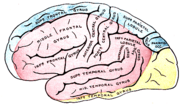 Miniatura para Arteria cerebral anterior
