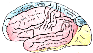 Providentia cerebri per arteriam cerebri mediam