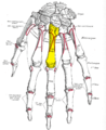 Dorsal view of the left hand (third metacarpal shown in yellow).