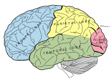 The lobes of the brain. The frontal lobe is shown in blue. Gray728.svg