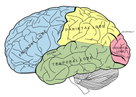 Diagram of the brain, showing the locations of the frontal and parietal lobes of the cerebrum, viewed from the left. The inferior frontal lobe is the lower part of the blue area, and the superior parietal lobe is the upper part of the yellow area. Gray728.svg