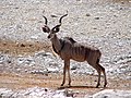 Großer Kudu im Etosha-Nationalpark