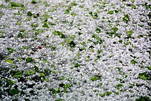 Numerous hailstones accumulated on the ground following a hailstorm Hail storm 3.jpg