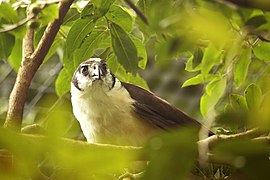 Collared forest falcon