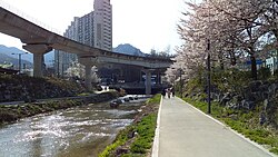 回龙川畔的樱花树与步道